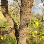 Commiphora africana Kora