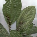 Miconia gracilis Іншае