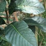 Atractocarpus heterophyllus Лист