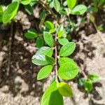 Cotoneaster integrifolius Blad