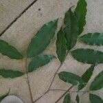 Parahancornia fasciculata List