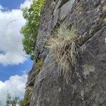Festuca pallens Hoja