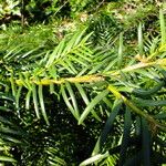 Taxus baccata Hoja