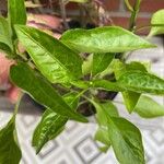 Capsicum frutescens ഇല