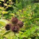 Arctium minusFruto