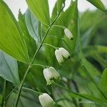 Polygonatum hirtum Ліст