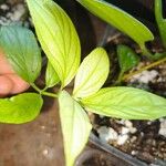 Clinacanthus nutans Foglia