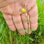 Helianthemum salicifolium Хабит