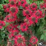 Monarda didyma Кветка