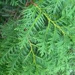 Thuja occidentalisList