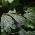 Asplenium aethiopicum Levél