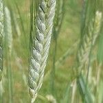 Triticum durum