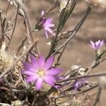 Xeranthemum annuum Flors