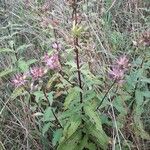 Saponaria officinalis Kvet