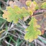 Quercus robur Blad