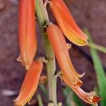 Aloe officinalis Λουλούδι