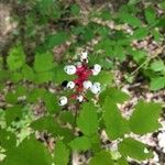 Actaea pachypoda Tunda