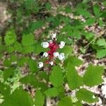 Actaea pachypoda Frukt