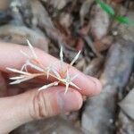 Voyria corymbosa Flor