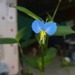 Commelina communisFlower