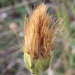 Gelasia hirsuta Fruit