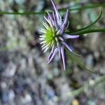 Phyteuma scheuchzeri Blomma