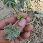 Malva parviflora Fruit