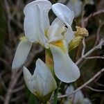 Iris pallida പുഷ്പം