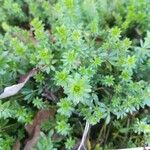 Galium lucidum পাতা