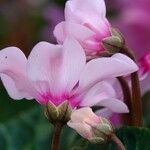 Cyclamen persicum Alia