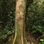 Celtis prantlii Corteza