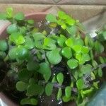 Portulacaria afra ഇല