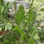 Achillea erba-rotta Folha