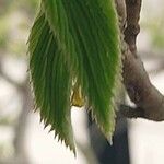 Corylopsis spicata ഇല