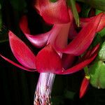 Schlumbergera bridgesii Flor