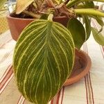 Peperomia maculosa Blad