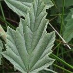 Althaea officinalis Blatt