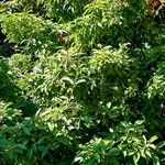 Photinia davidiana 叶