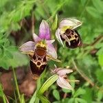 Ophrys scolopaxЦвят