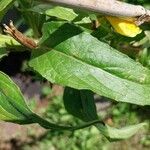 Oenothera x fallax Leaf