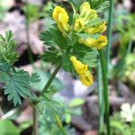 Corydalis flavula Habit