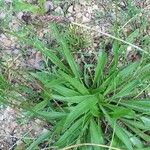 Plantago lanceolata Ліст