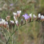 Limonium carolinianum 形態