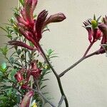 Anigozanthos manglesii Çiçek