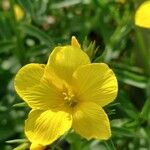 Linum flavum Blüte