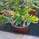 Cuphea hookeriana Fleur