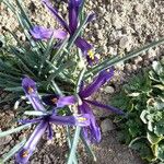 Iris reticulataFlor