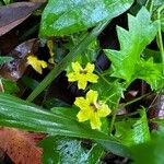 Goodenia hederacea Çiçek