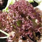 Lactuca sativa Leaf