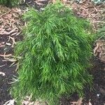 Acacia cognata Fuelha